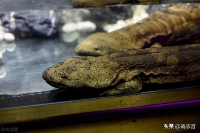 家里怎么养殖娃娃鱼——养殖方法