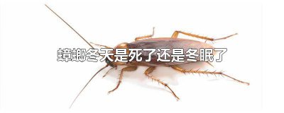 ​蟑螂在冬天会死吗为什么 蟑螂在冬天会死吗视频