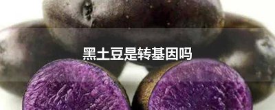 ​紫土豆是转基因的吗?黑土豆是不是转基因? 黑土豆是转基因的吗用生物学解释