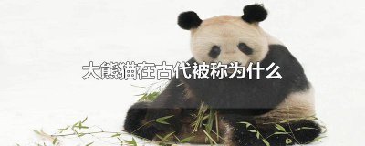 ​大熊猫被古代人称为什么鸟 大熊猫在古代称为什么