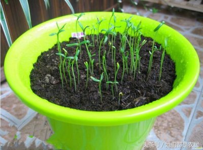 ​格桑花种子种植方法和时间（格桑花多年生还是一年生的呢）