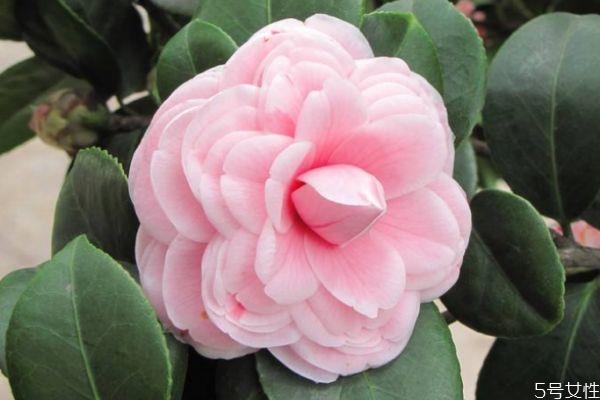 山茶花的花期是什么时候呢 山茶花有什么颜色的呢