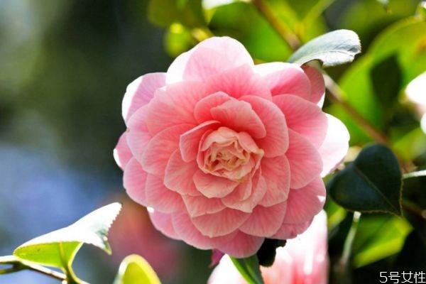 山茶花的花期是什么时候呢 山茶花有什么颜色的呢