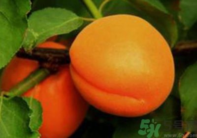 ​杏子是酸性还是碱性？杏子是酸性的吗？