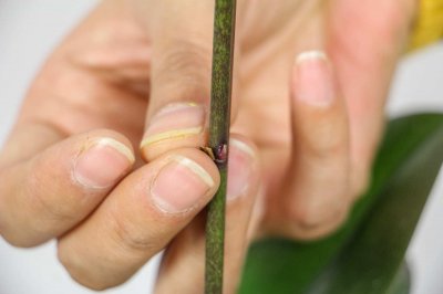 ​蝴蝶兰开完花就扔？真傻！像我这么养，年年冬天都能开！