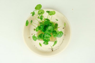 ​铜钱草放在什么位置好