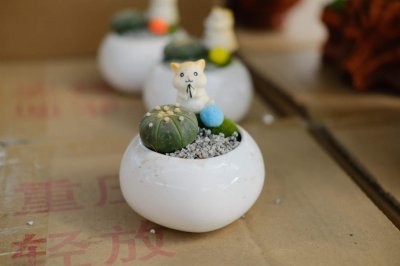 ​星兜的养殖方法，适合用深盆还是浅盆