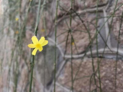 ​鹤岗适合养什么花，市花和市树是什么