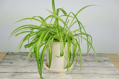 ​家里吊兰开花寓意什么