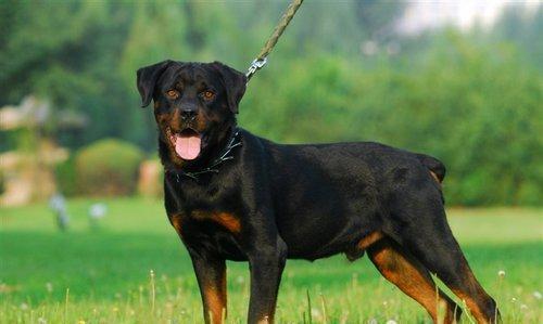 十大护卫犬排行榜