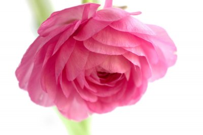 ​花毛茛什么时候开花
