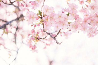 ​你眼中的春天是什么样子的？