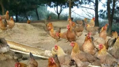 ​广东省名优特产清远鸡，鸡中的战斗鸡，市场价与批发价对比