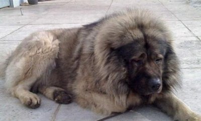 ​世界上最凶猛的5种犬，第一名打起架来毫不畏惧！