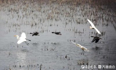 ​中国最年轻的湿地生态系统！黄河口湿地生态园