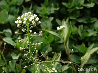 ​荠菜、 蒲公英 找不同之处