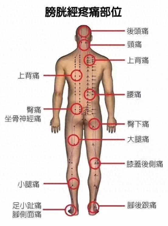 五脏六腑经络疼痛区域划分图