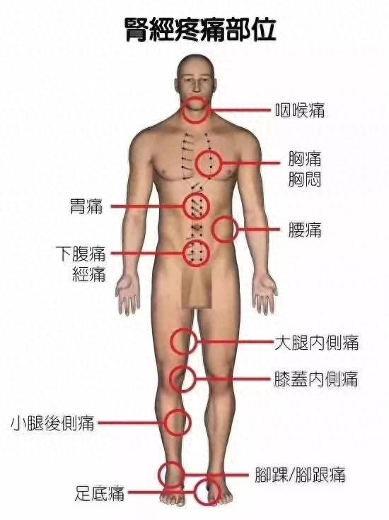 五脏六腑经络疼痛区域划分图