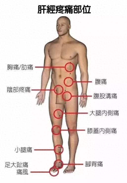 五脏六腑经络疼痛区域划分图