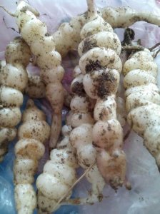 ​地笋是一种什么样的植物