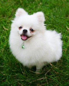 ​怎样挑选“纯种”的博美犬？注意这几点，绝对不会买到“假狗”
