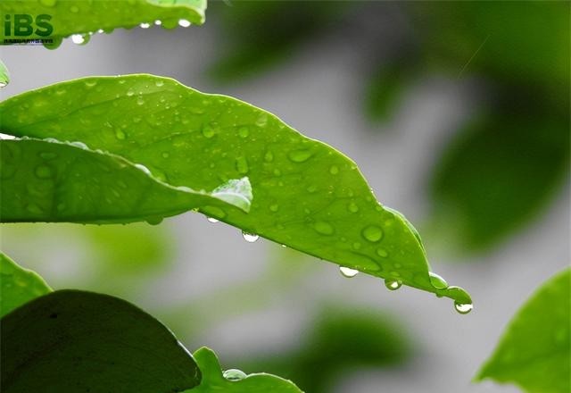 春天有几个节气分别是什么，春天里的6个节气介绍