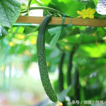 黄瓜籽粉哪个牌子好（黄瓜籽的功效与作用）