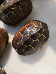 ​小乌龟怎么养才能养得好（如何养好很小的乌龟，四个步骤，记下来就能搞定它）