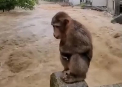 ​武夷山暴雨中猴子蹲桥上避险，网友：猴哥太难了