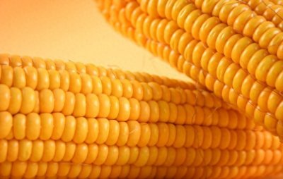 ​河北省玉米最新价格（附全国玉米价格）