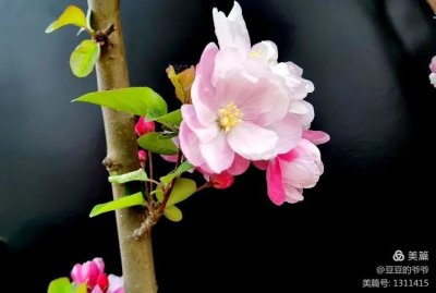 ​海棠花开，你又想起了谁？