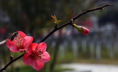 ​”青帝东来日驭迟，暖烟轻逐晓风吹”古诗词中的司春之神青帝