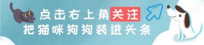 ​牛头梗孙红雷（牛头梗到底什么来头）