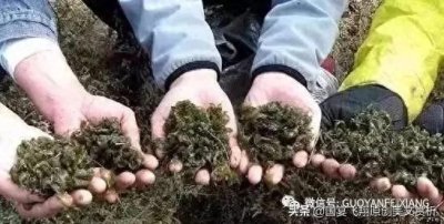 ​地达菜，上苍恩赐的美食