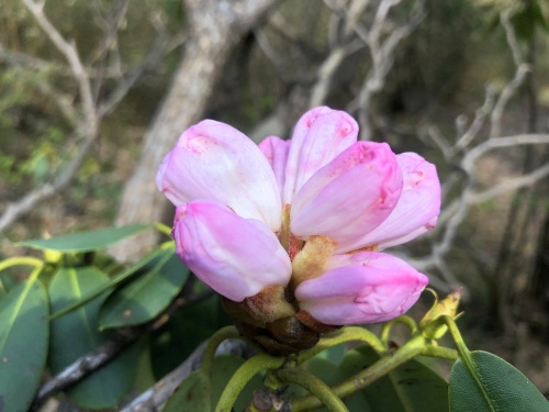 走入秦岭：分水岭经朝天场穿越高山草甸，赏杜鹃花开