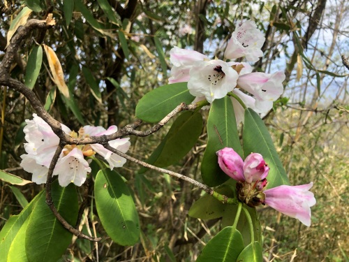走入秦岭：分水岭经朝天场穿越高山草甸，赏杜鹃花开