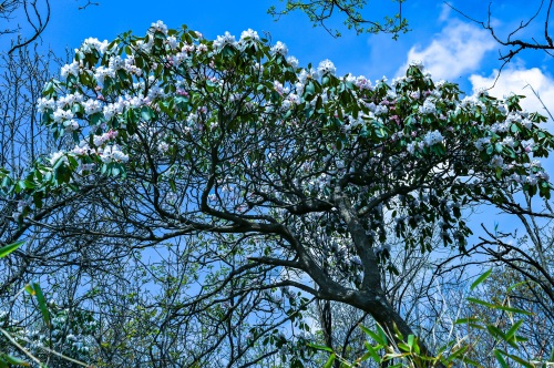 走入秦岭：分水岭经朝天场穿越高山草甸，赏杜鹃花开