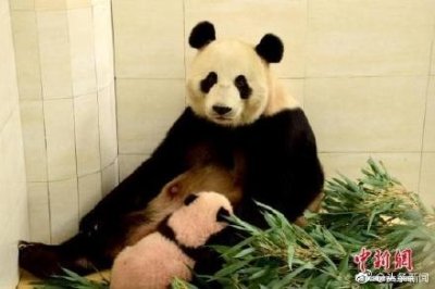 ​两只大熊猫即将抵达莫斯科