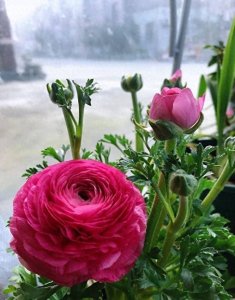 ​它叫做“芹菜花”，开花如牡丹，五颜六色的花春季开满枝