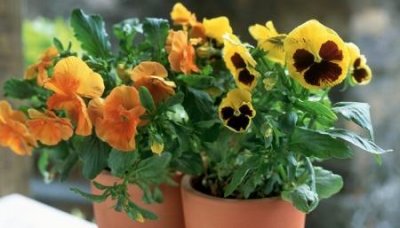 有人拍到九尾狐九尾狐在现实中存在吗?