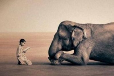 黄唇鱼为什么价值高