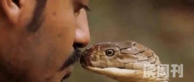 世上体型最长的毒蛇眼镜王蛇