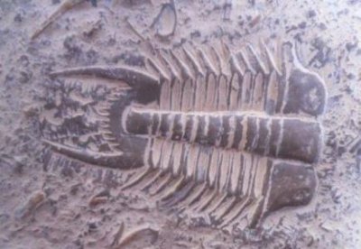 肯尼亚惊现150万年前脚印,科学证实是史前人类的脚印