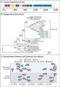 中国发现新人畜共患病毒琅琊暂未确定可否人传人