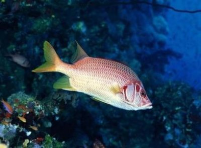 地球上美人鱼真的存在吗?声呐真的能杀