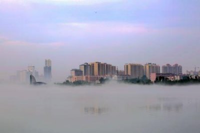 风流草的舞蹈 跳舞草为什么会跳舞