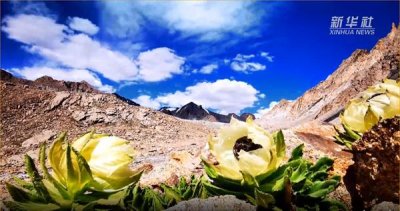 ​剧中“神药”不再难寻？在3000米高山上，播撒天山雪莲之种！