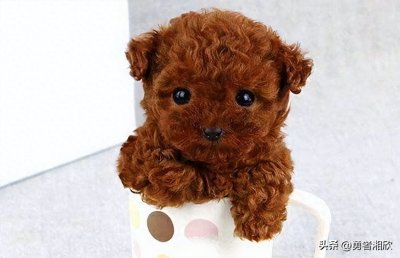 ​世界十五大迷人的迷你犬种，小巧可爱，温馨陪伴你的家庭