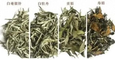 ​带您了解福鼎白茶