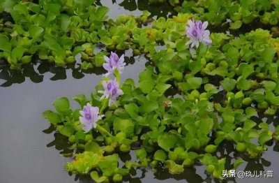 ​入侵我国十大最有危害性物种:1.水葫芦2.巴西龟3.清道夫4.福寿螺